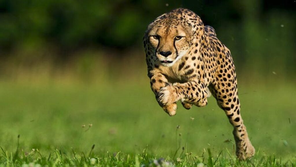 Leopardo corriendo