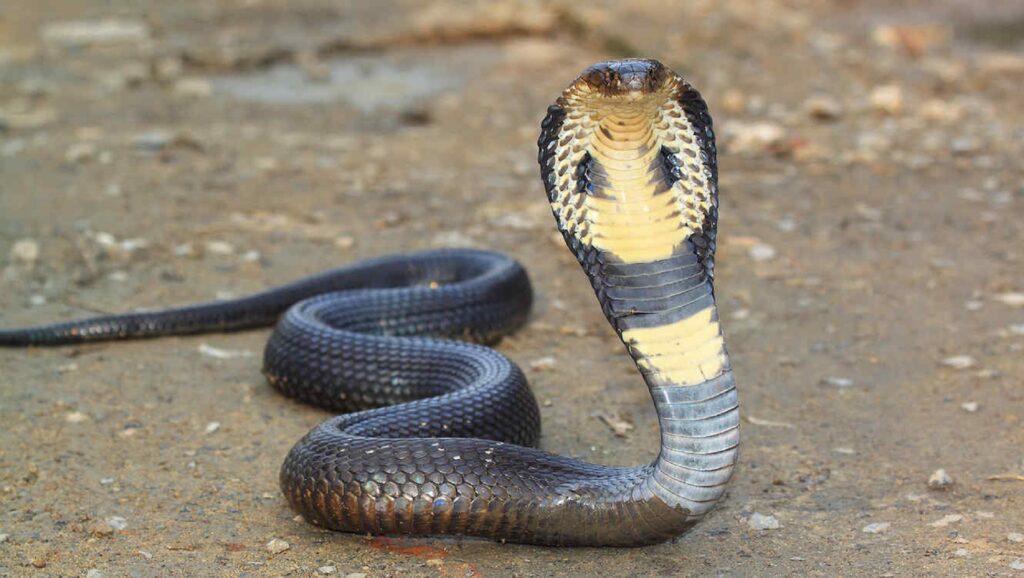 Serpiente cobra