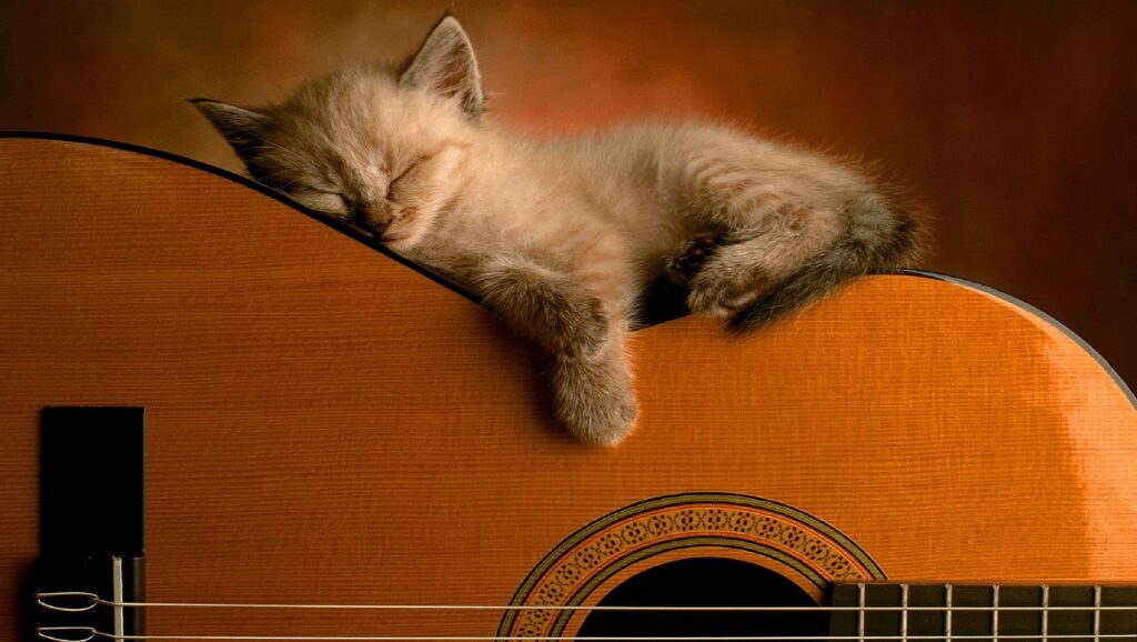 Gatito durmiendo encima de una guitarra
