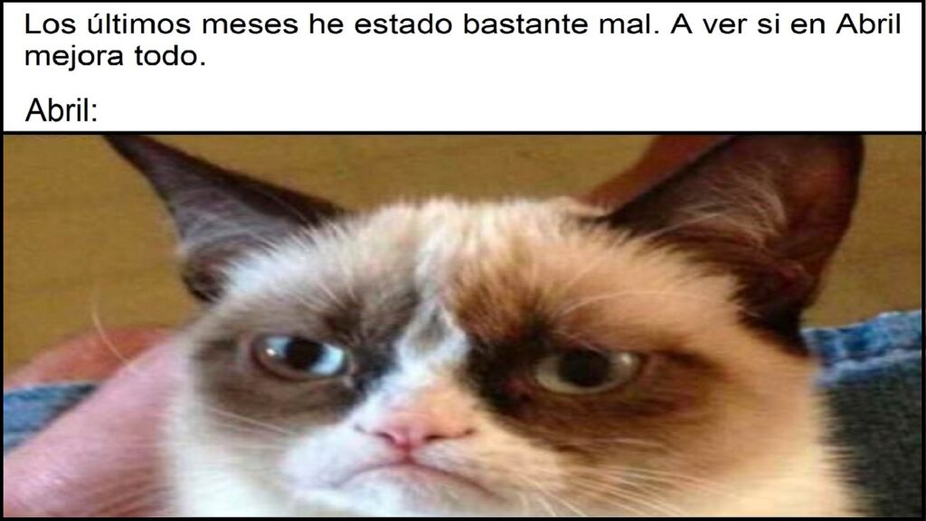 Meme de gato enfadado