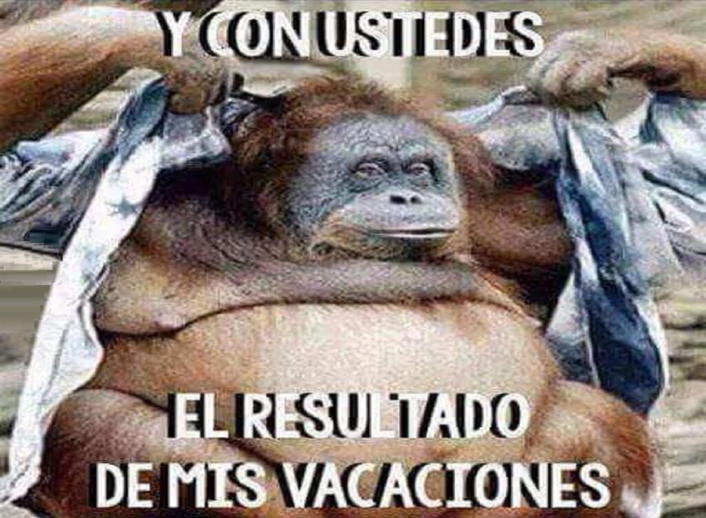 Meme de chimpancé gordo hablando del resultado de sus vacaciones