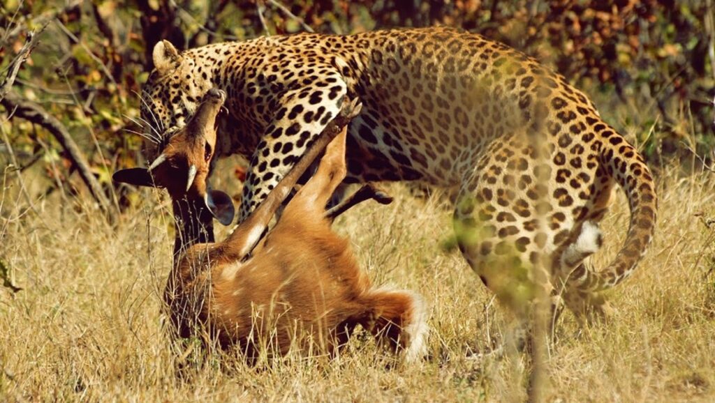 Leopardo mordiendo a una gacela