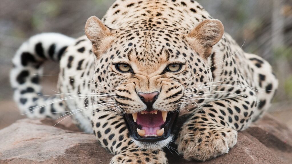 Leopardo rugiendo