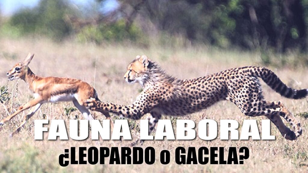 Reflexiones sobre el Hostigamiento Laboral (Mobbing): ¿Eres Leopardo o Gacela?