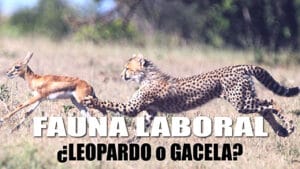 Hostigamiento Laboral: Reflexiones