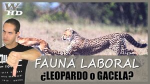Reflexiones sobre el Hostigamiento Laboral (Mobbing): ¿Eres Leopardo o Gacela?